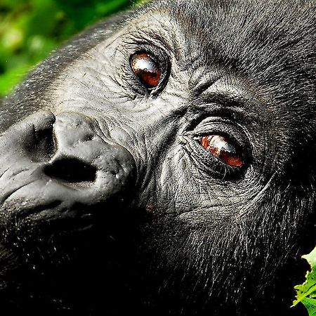 Sanctuary Gorilla Forest Camp Hotel Ntungamo  Exterior photo