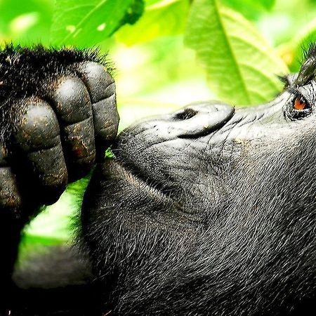 Sanctuary Gorilla Forest Camp Hotel Ntungamo  Exterior photo