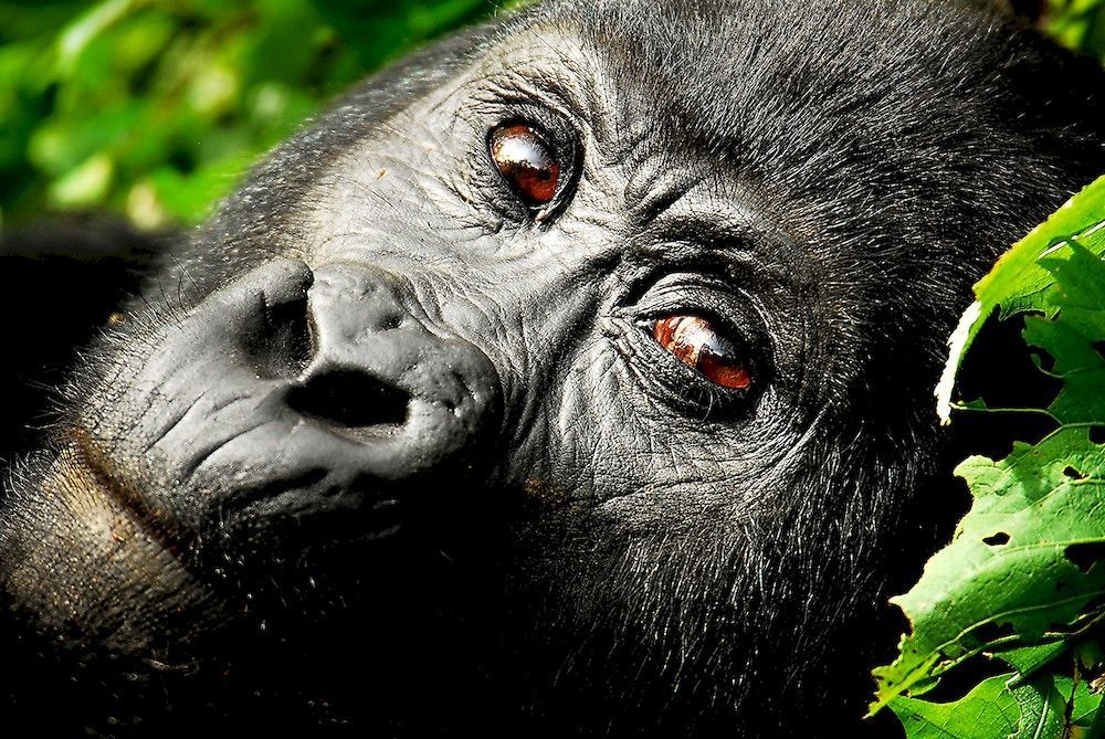 Sanctuary Gorilla Forest Camp Hotel Ntungamo  Exterior photo